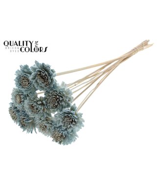 QC Shola Zinia 6cm on stem Light Blue ( x 50 )