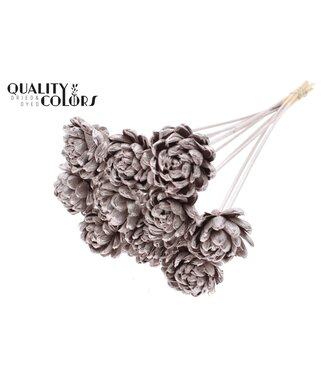 QC Shola New Beauty Rose 6cm on stem Champagne ( x 50 )