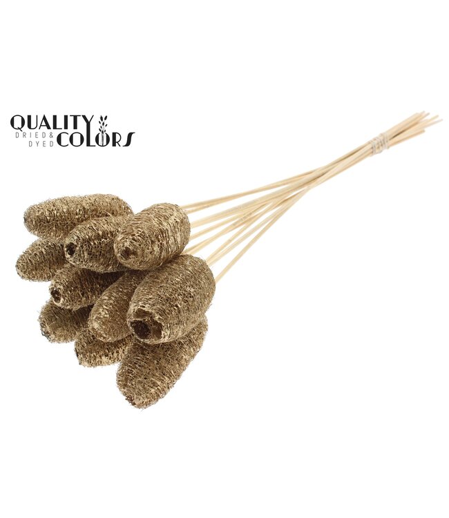 Luffa Mini on stem Antique Gold ( x 50 )