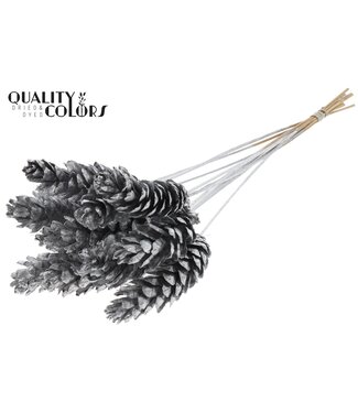 QC Strobus 10-15cm on stem Silver | Per 50 stuks