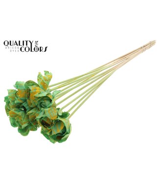QC Shola Dear Holly 6cm on stem Splashed Mint/Yellow ( x 50 )
