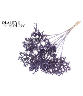 QC Dry Tree on stem Frosted Milka | Per 50 stuks