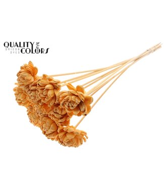 QC Shola New Beauty Rose 6cm on stem Apricot ( x 50 )