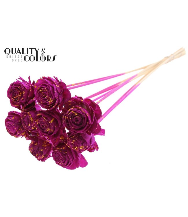 Shola Beauty Rose 6cm on stem Splashed Lilac/Yellow ( x 50 )