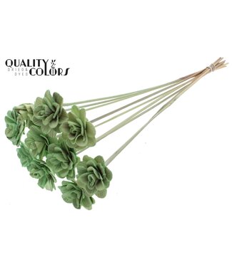 QC Beetal Rose 6cm on stem Mint Green | Per 50 stuks