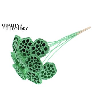QC Lotus 5-7cm on stem Covered Mint Green ( x 50 )