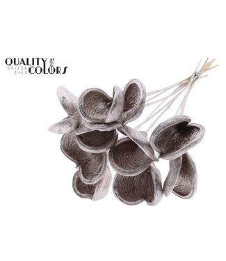 QC Badam on stem Champagne | Per 50 stuks