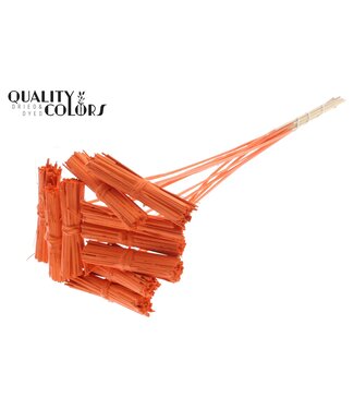 QC Kore Posy on stem Covered Orange | Per 50 stuks