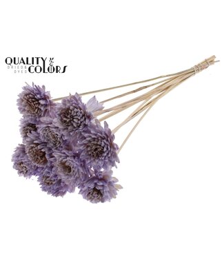 QC Shola Zinia 6cm on stem Milka | Per 50 stuks