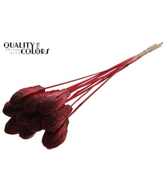 QC Mehogani on stem Red | Per 50 stuks