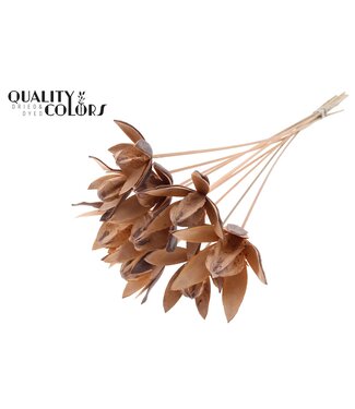 QC Wild Lilly on stem Frosted Salmon | Per 50 stuks