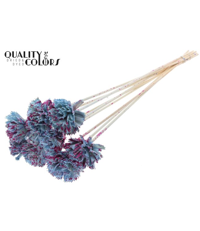 Shola Karnish Flower 6cm on stem Splashed Light Blue/Cerise ( x 50 )