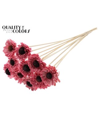 QC Shola Daisy Sunflower 6cm on stem Wax Light Pink ( x 50 )