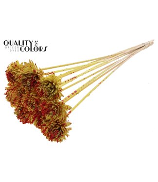 QC Shola Zinia 6cm on stem Splashed Yellow/Red ( x 50 )