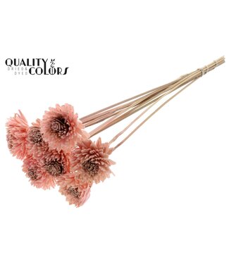 QC Shola Zinia 6cm on stem Light Pink ( x 50 )