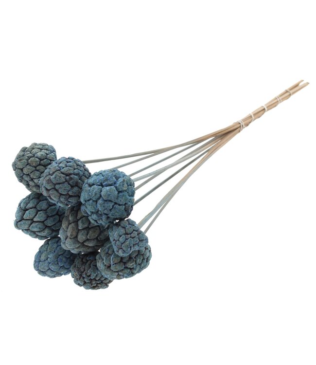 Atta Fruit on stem Frosted Light Blue ( x 50 )