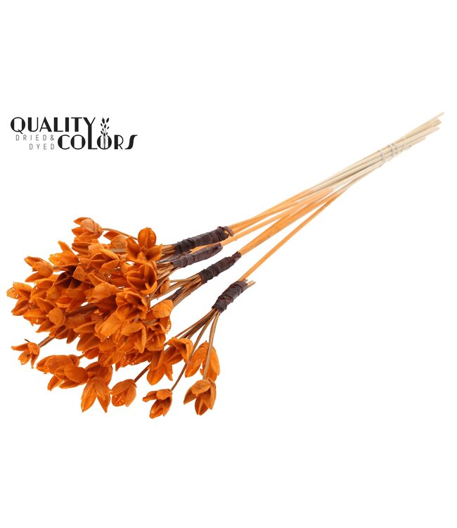 Bakuli on stem Intense Orange ( x 50 )