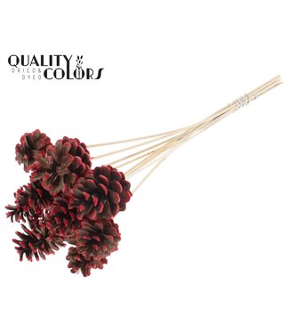 QC Pine cone 5-7cm on stem Red Tipped | Per 50 stuks