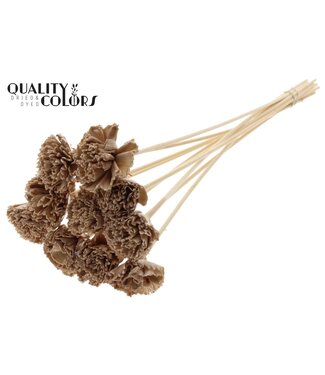 QC Shola Karnish Flower 6cm on stem Wax Beige | Per 50 stuks