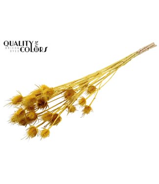 QC Cardi Distel Bleached 5pc/bunch 70cm Yellow ( x 15 )