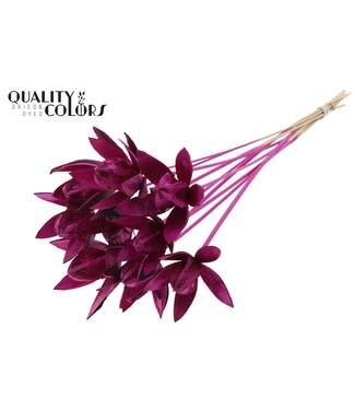 QC Wild Lilly on stem Lilac | Per 50 stuks