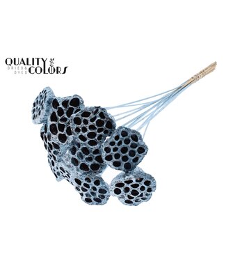 QC Lotus 5-7cm on stem Metallic Blue ( x 50 )