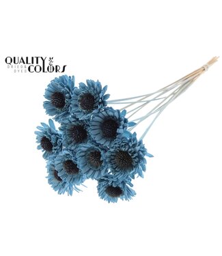 QC Shola Daisy Sunflower 6cm on stem Light Blue | Per 50 stuks