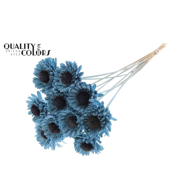 Shola Daisy Sunflower 6cm on stem Light Blue ( x 50 )
