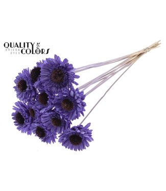 QC Shola Daisy Sunflower 6cm on stem Milka | Per 50 stuks