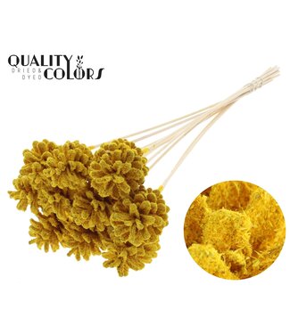 QC Pine cone 5-7cm on stem Sawdust Yellow ( x 50 )