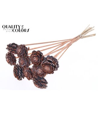 QC Pine cone cut 5-7cm on stem Frosted Salmon | Per 50 stuks