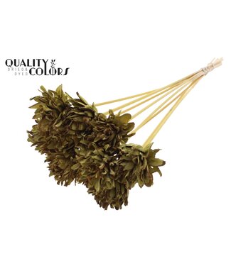 QC Shola Slice Pine 6cm on stem Olive | Per 50 stuks
