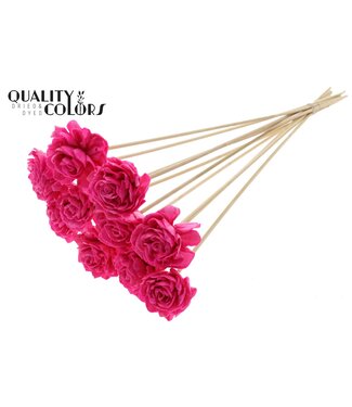 QC Shola Dhaliya 6cm on stem Wax Cerise ( x 50 )