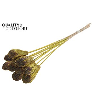 QC Mehogani on stem Yellow | Per 50 stuks