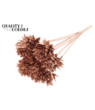 QC Shola Slice Pine 6cm on stem Copper ( x 50 )