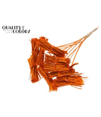 QC White Lady posy on stem Orange | Per 50 stuks