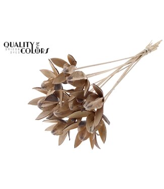 QC Wild Lilly on stem Frosted White | Per 50 stuks