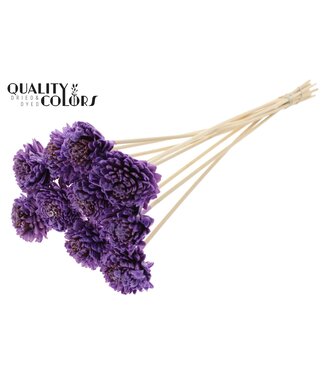 QC Shola Zinia 6cm on stem Wax Milka | Per 50 stuks