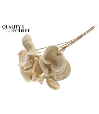 QC Badam on stem Bleached ( x 50 )