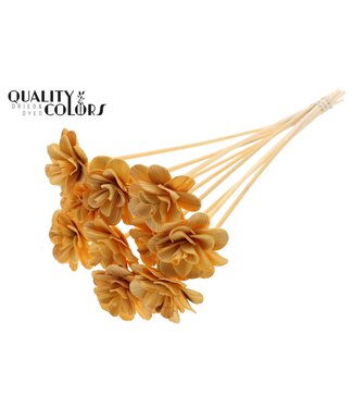 QC Beetal Rose 6cm on stem Apricot | Per 50 stuks