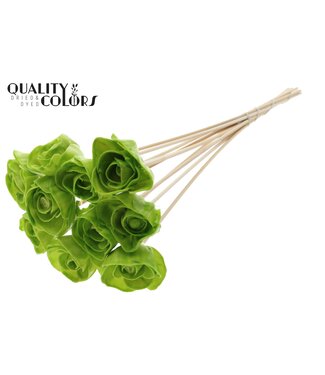 QC Shola Dear Holly 6cm on stem Wax Light Green | Per 50 stuks