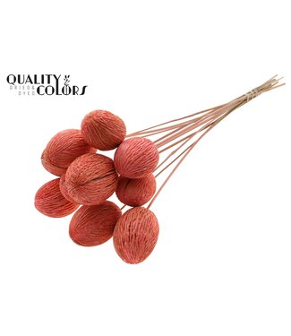 QC Mintola Ball on stem Intense Coral | Per 50 stuks