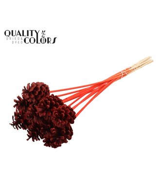 QC Pine cone 5-7cm on stem Red | Per 50 stuks