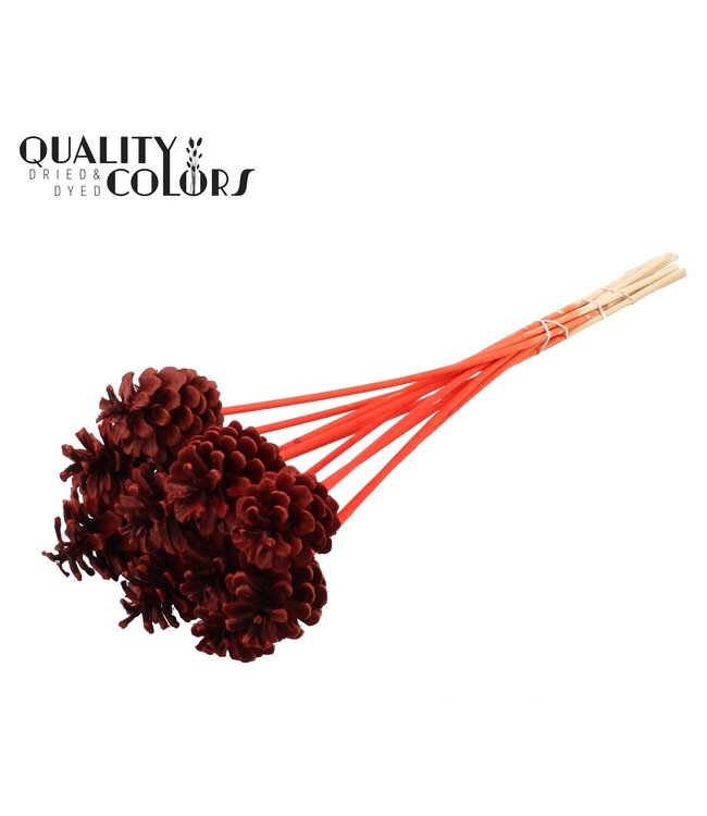 Pine cone 5-7cm on stem Red ( x 50 )
