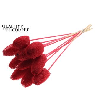 QC Luffa Mini on stem Red ( x 50 )