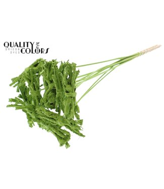 QC Coco Rose Posy on stem Covered Light Green | Per 50 stuks