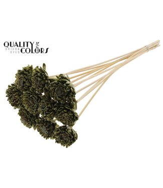 QC Shola Zinia 6cm on stem Wax Olive | Per 50 stuks