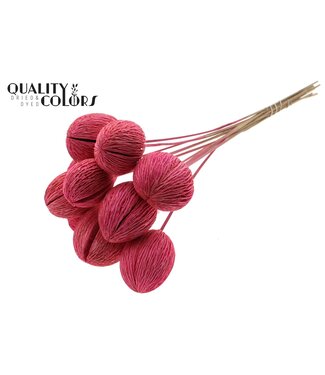 QC Mintola Ball on stem Intense Cerise ( x 50 )
