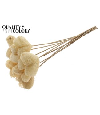 QC Luffa Heart on stem Red | Per 50 stuks