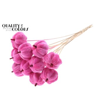 QC Velvet Pumpkin Ø6cm on stem Cerise ( x 40 )
